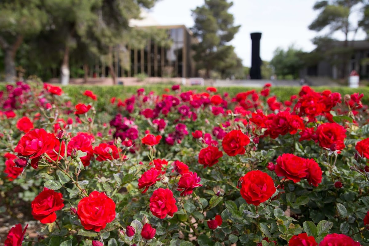 University of Nevada Las Vegas photo 5