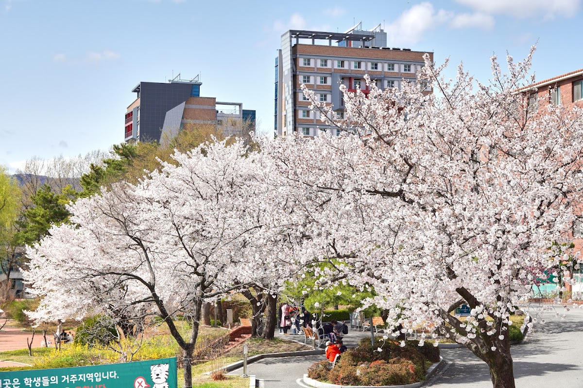 Daegu University photo 1