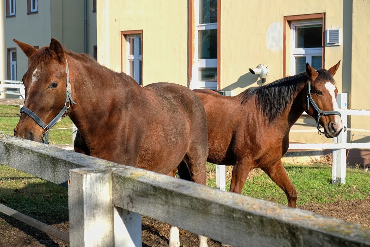 University of Veterinary Sciences Brno photo 5