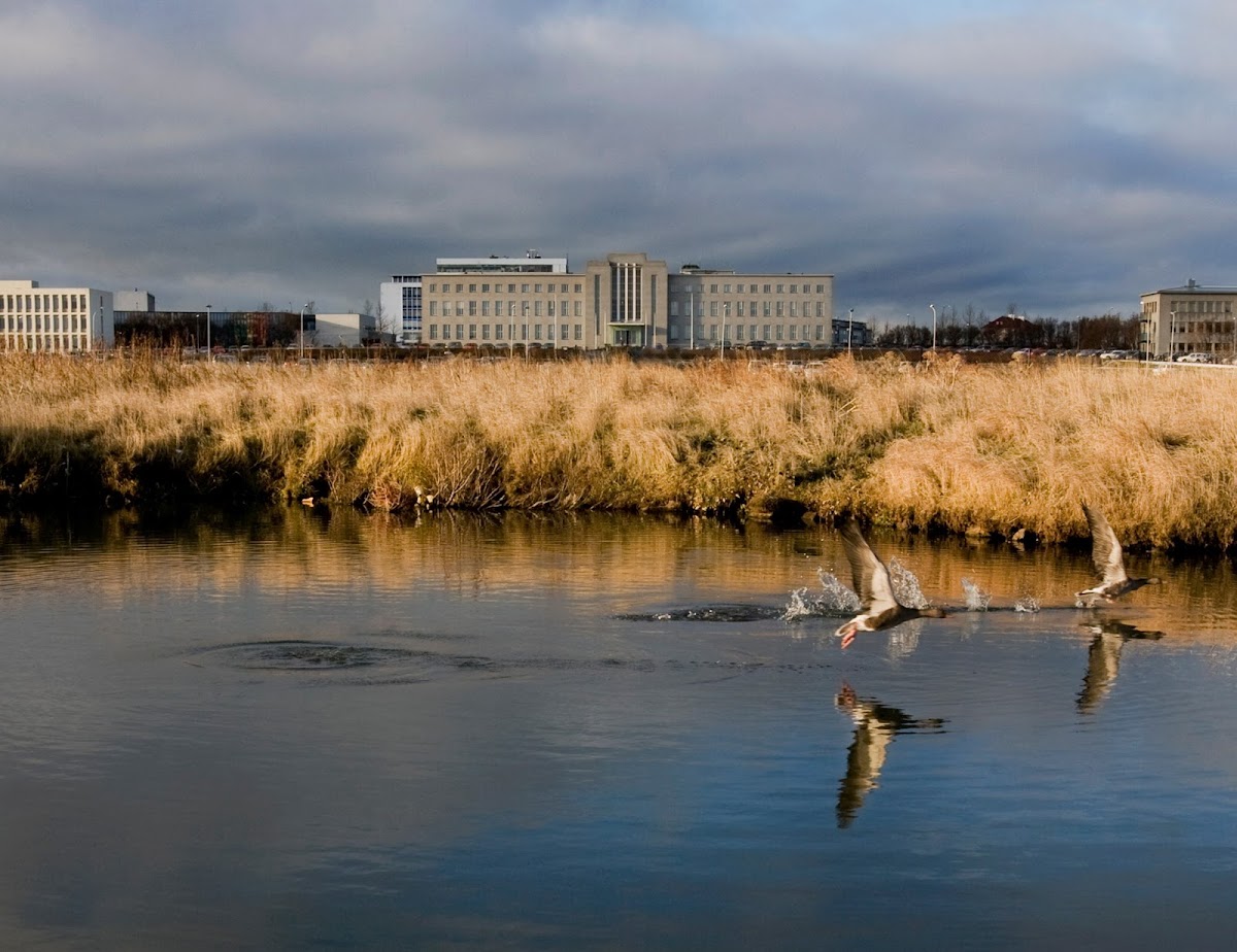 University of Iceland photo 7
