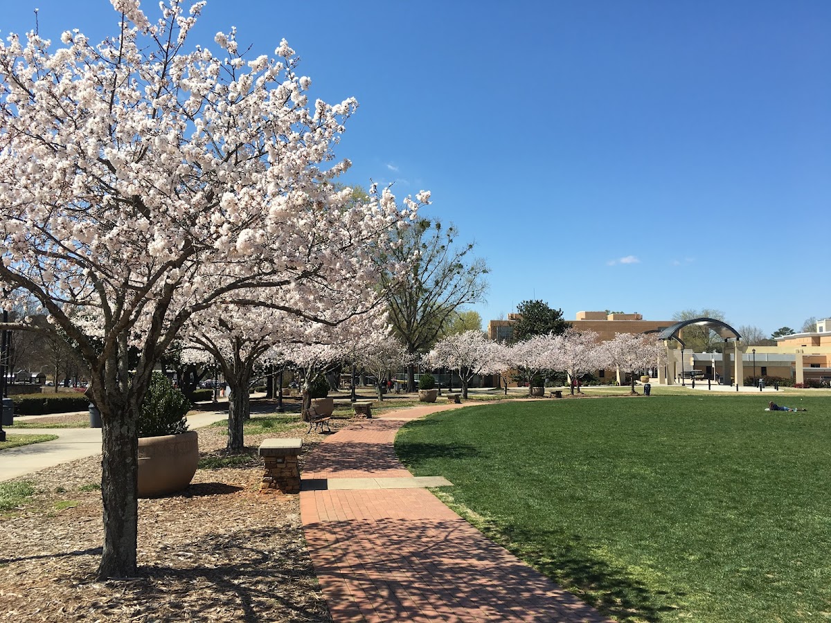 Kennesaw State photo 7