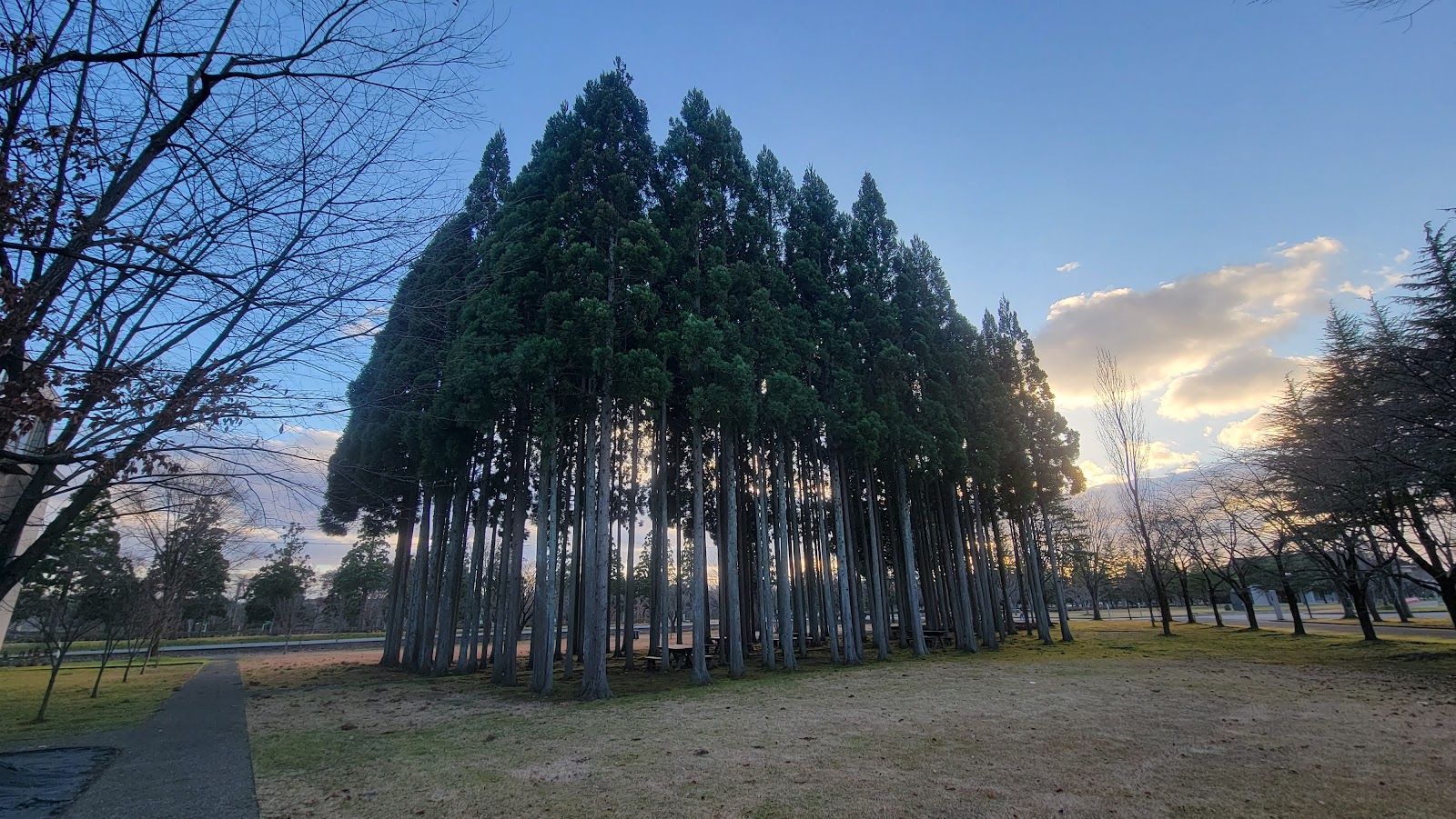 Akita