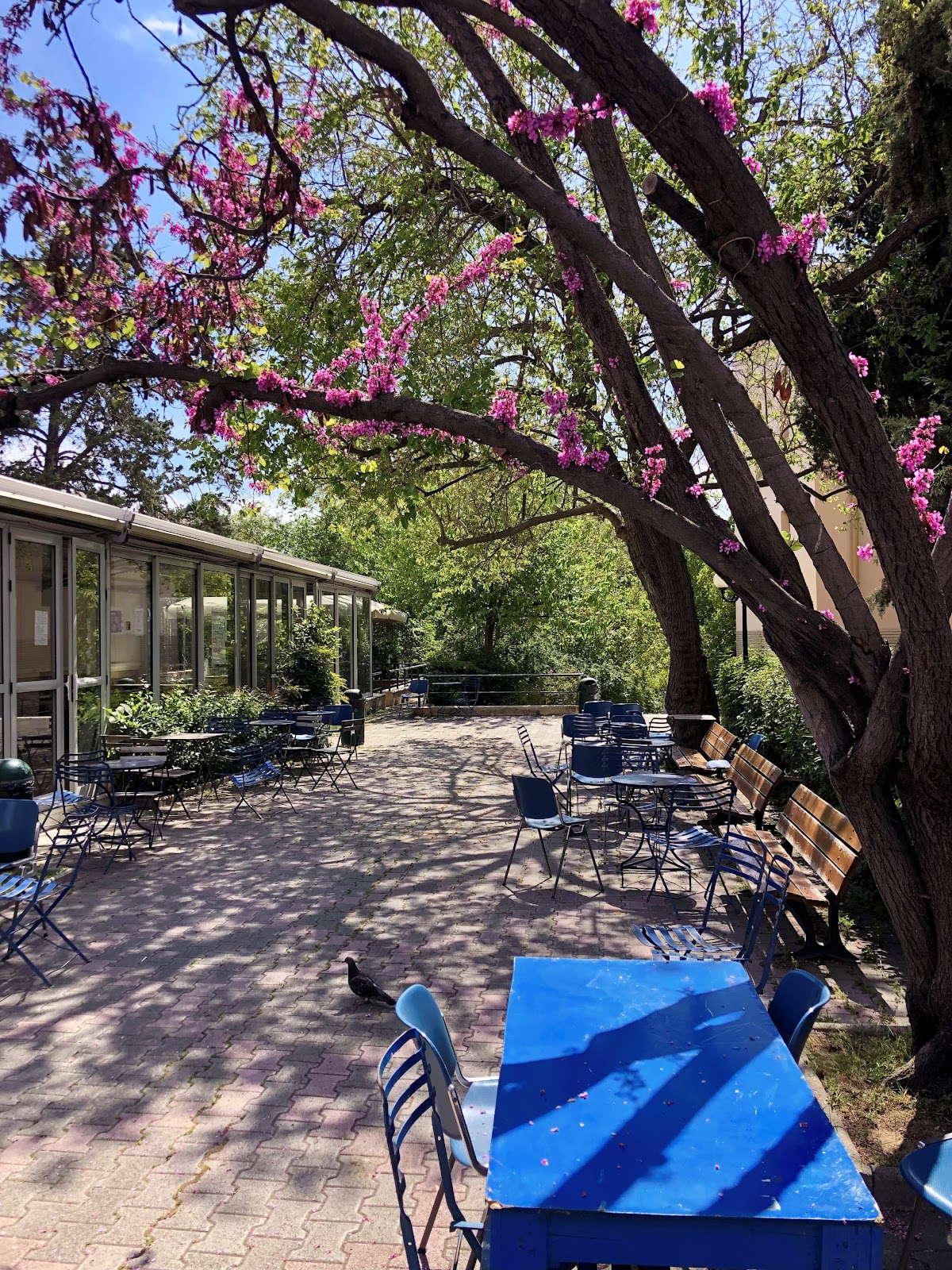 Harokopio University of Athens photo 8