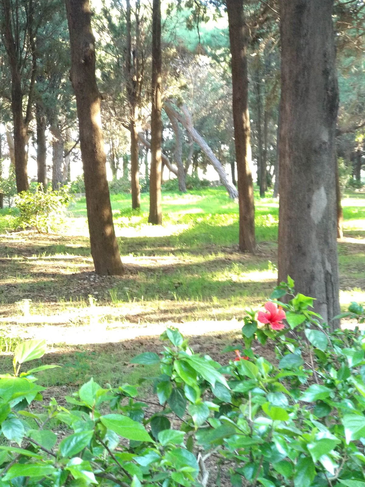 University of the Aegean (Rhodes) photo 8