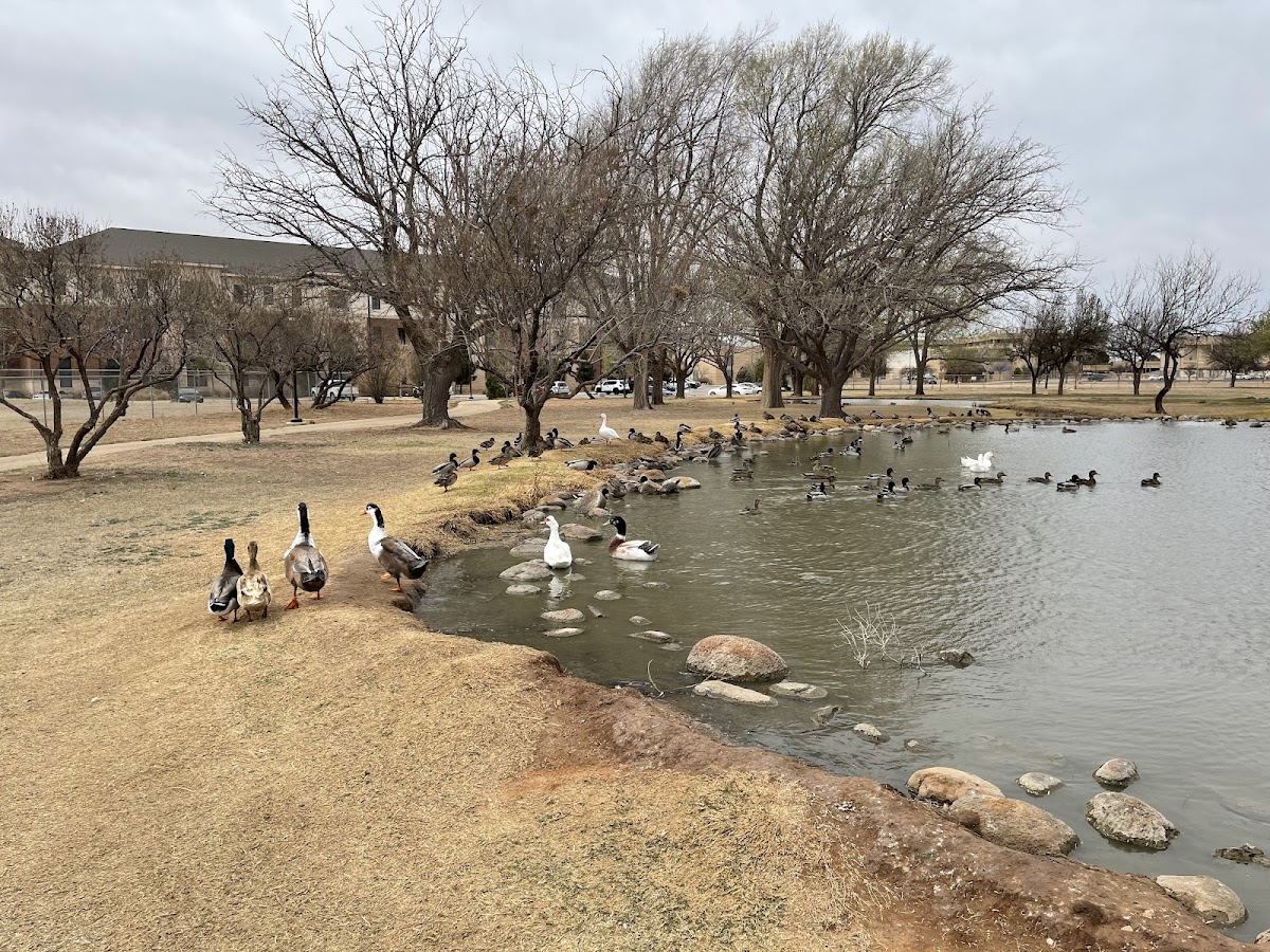 University of Texas Permian Basin photo 7