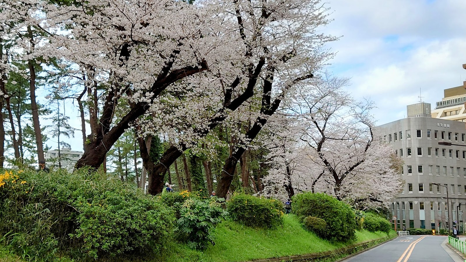 Sophia University