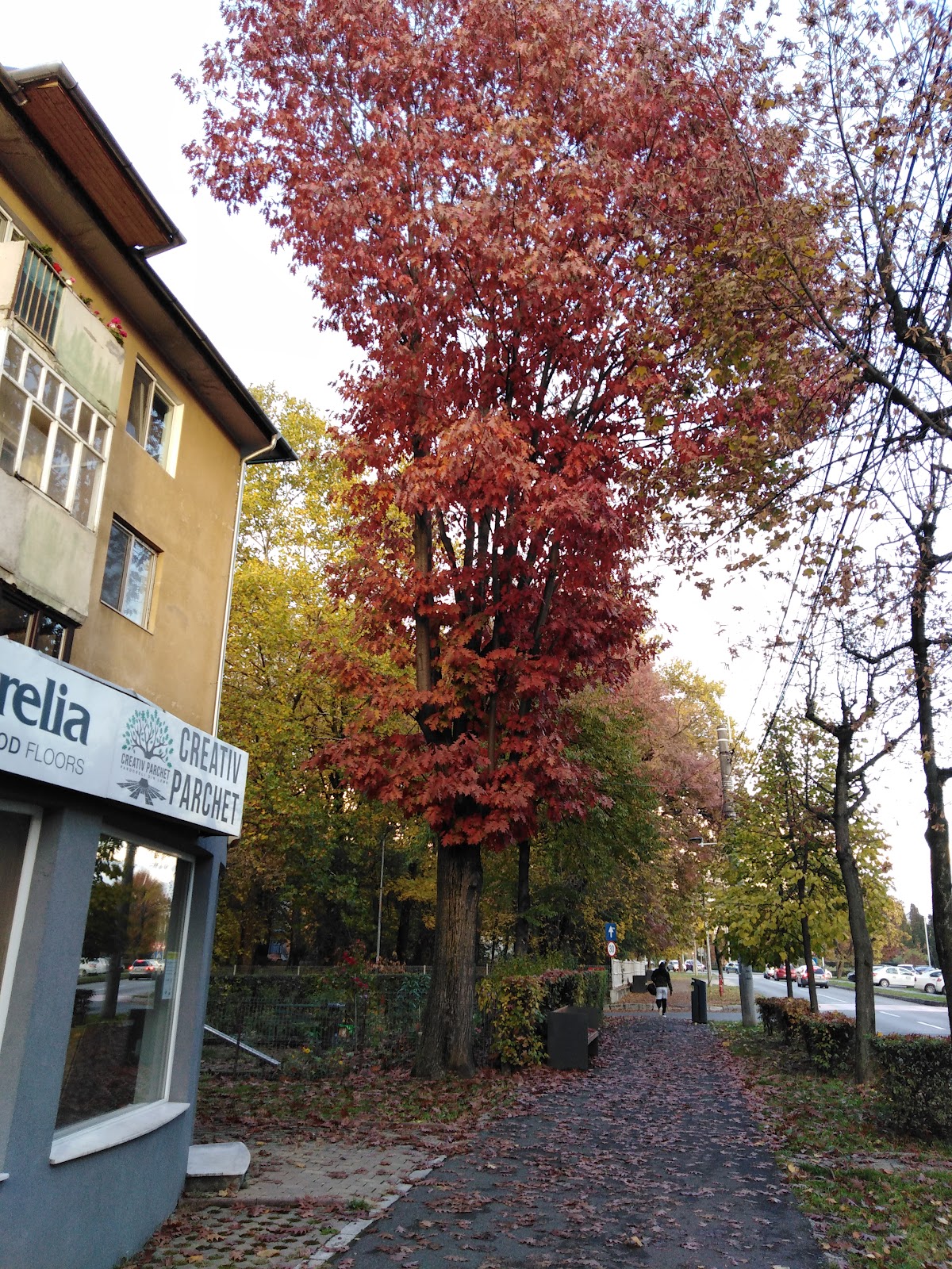 North University Center of Baia Mare photo 7